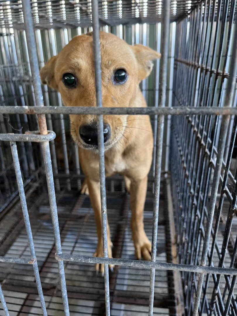 The dog, from the shelter's listing