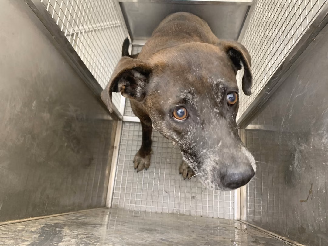 The dog, from the shelter's listing