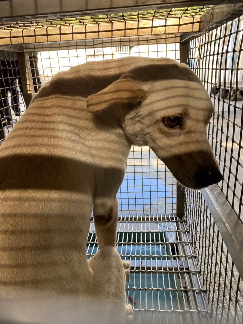 The dog, from the shelter's listing