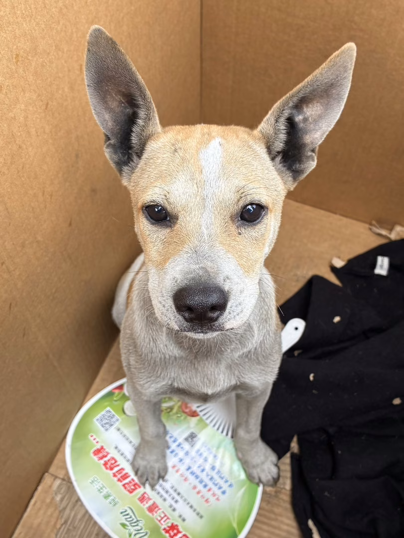 The dog, from the shelter's listing