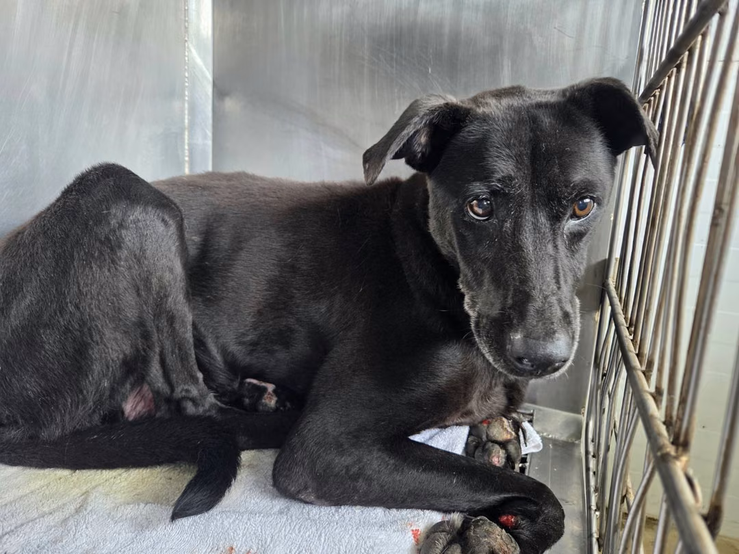 The dog, from the shelter's listing