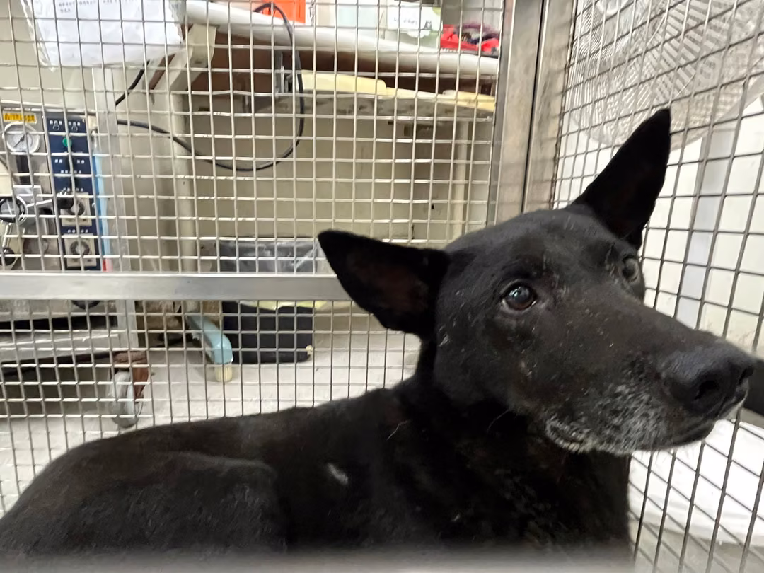 The dog, from the shelter's listing