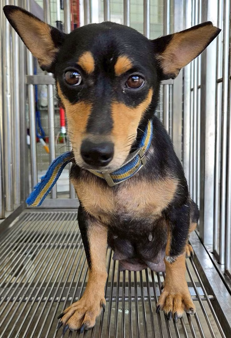 The dog, from the shelter's listing