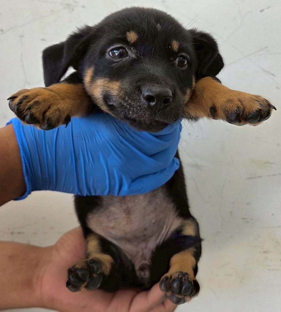 The dog, from the shelter's listing