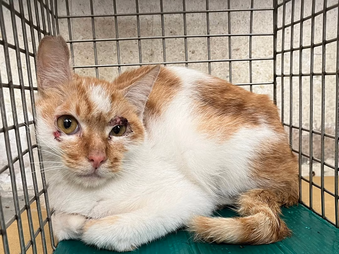 The cat, from the shelter's listing