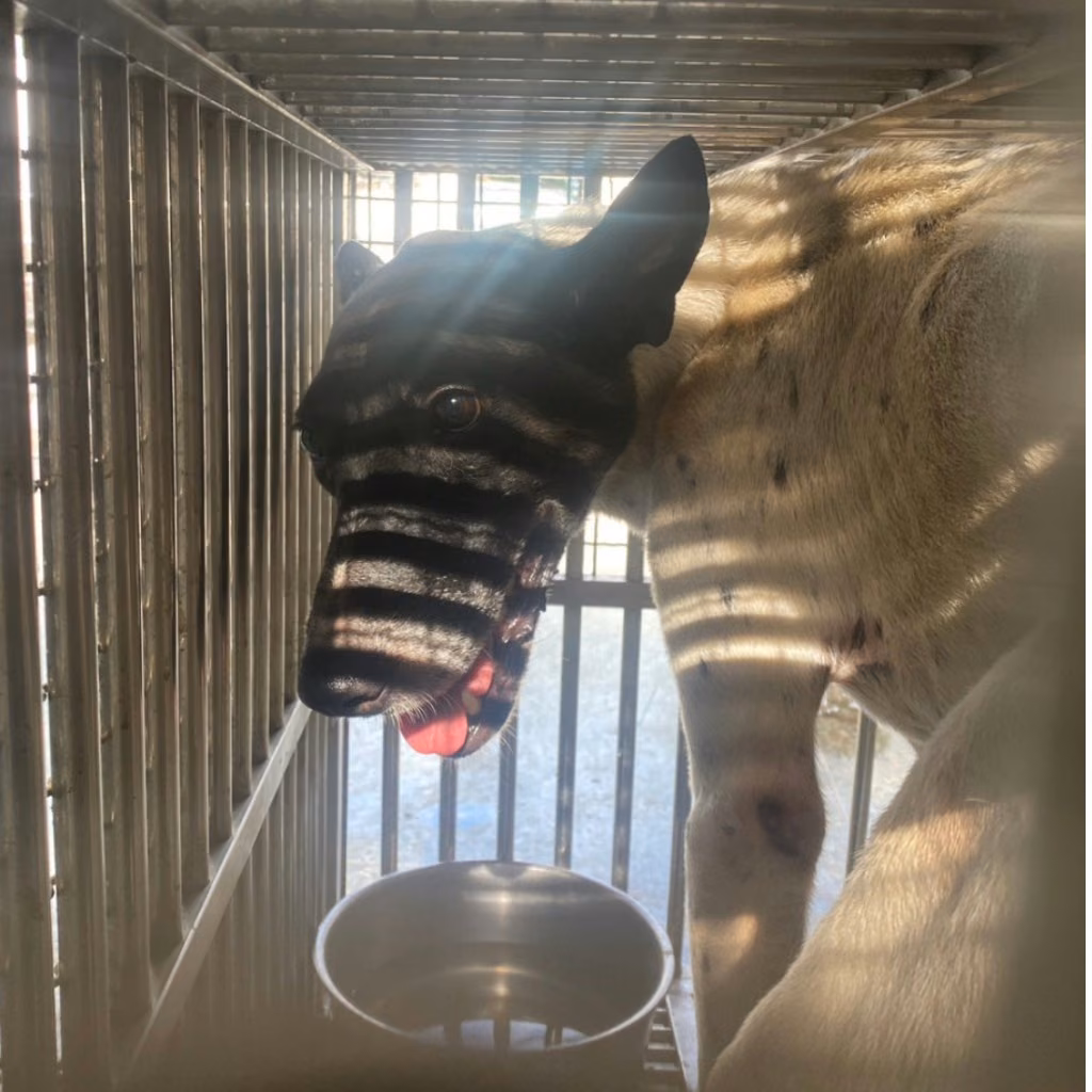 The dog, from the shelter's listing