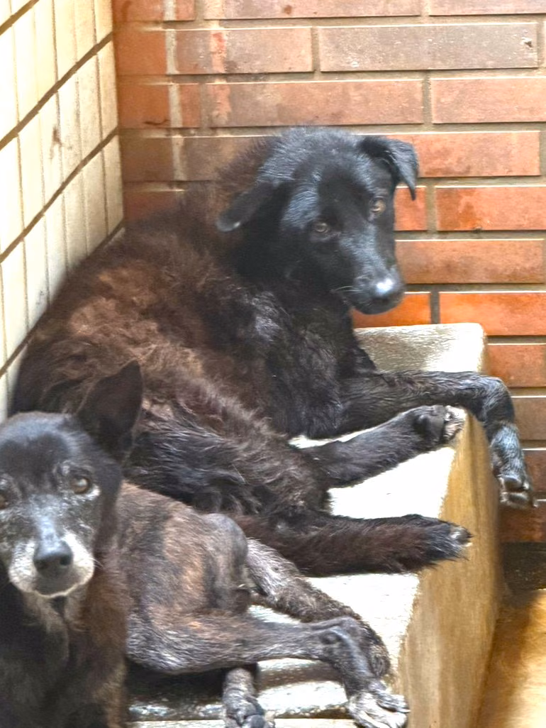 The dog, from the shelter's listing