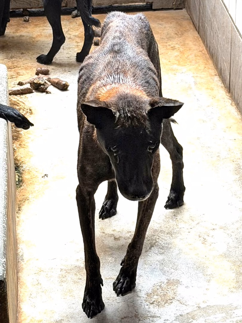 The dog, from the shelter's listing