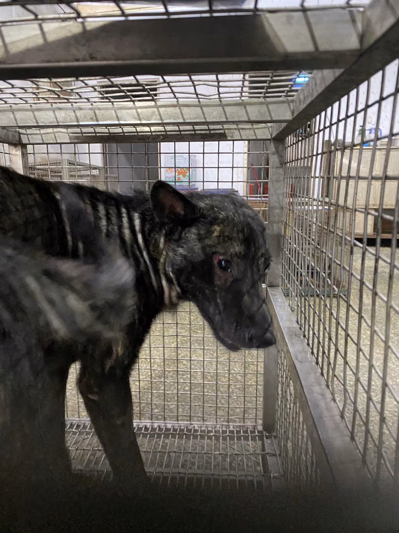 The dog, from the shelter's listing
