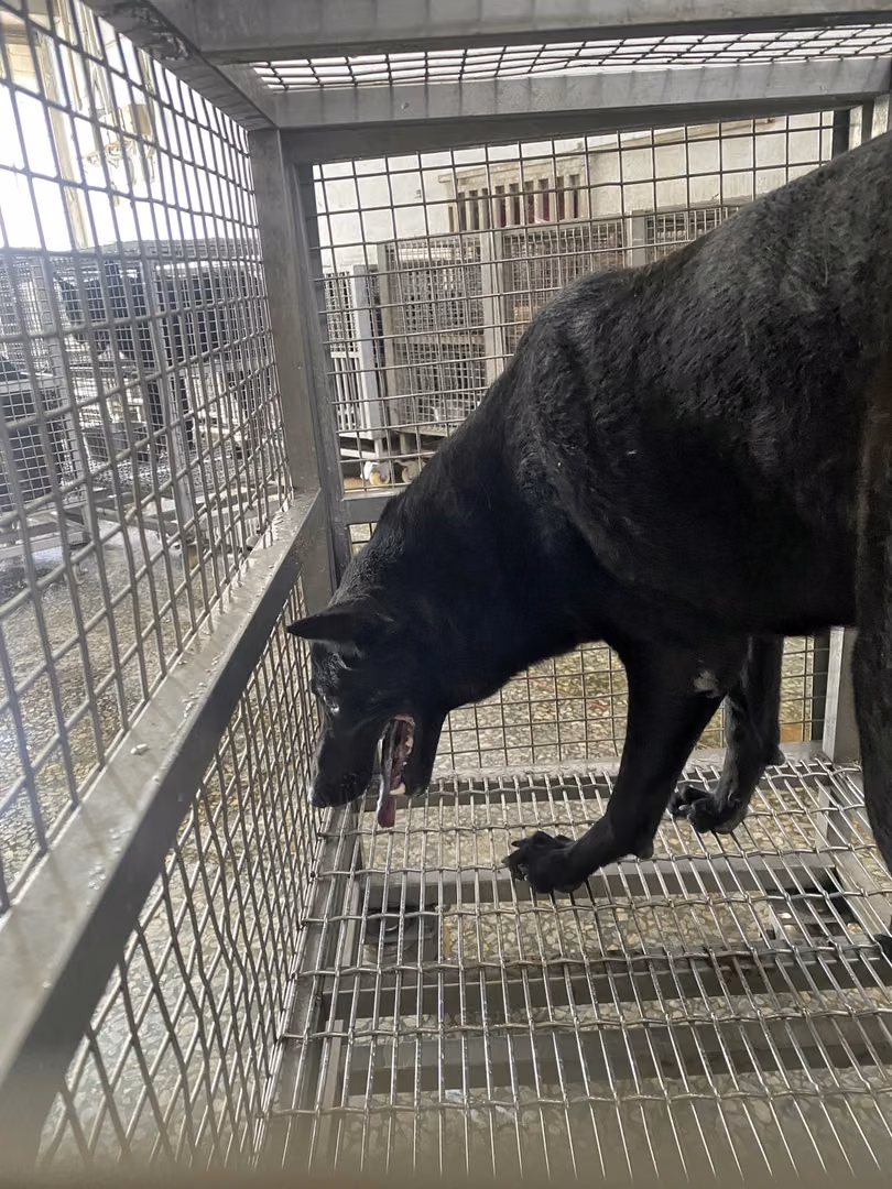 The dog, from the shelter's listing