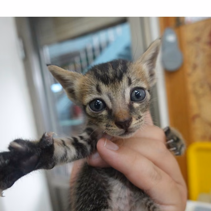 The cat, from the shelter's listing