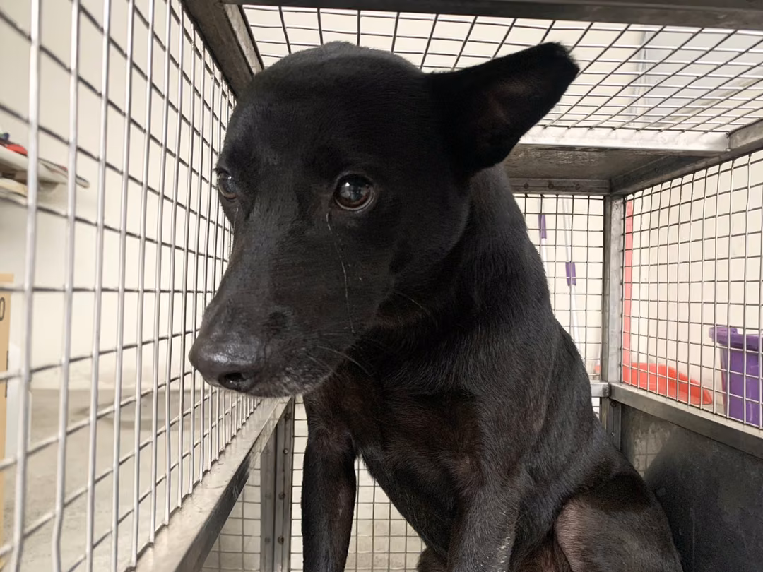 The dog, from the shelter's listing