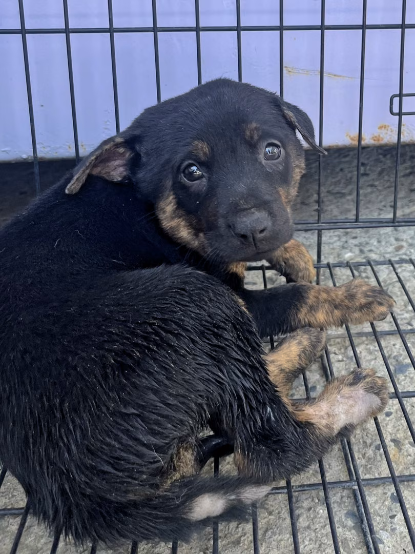 The dog, from the shelter's listing