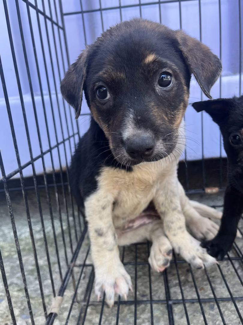 The dog, from the shelter's listing