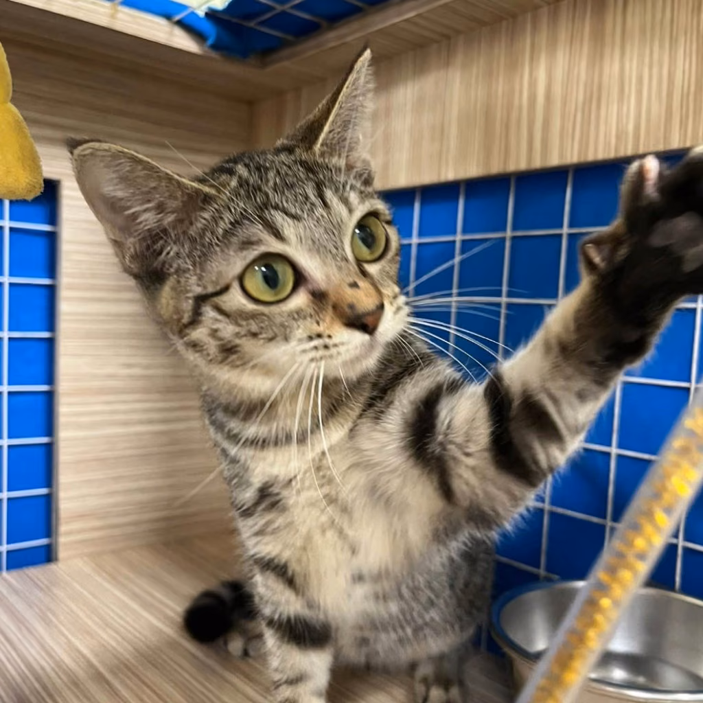 The cat, from the shelter's listing
