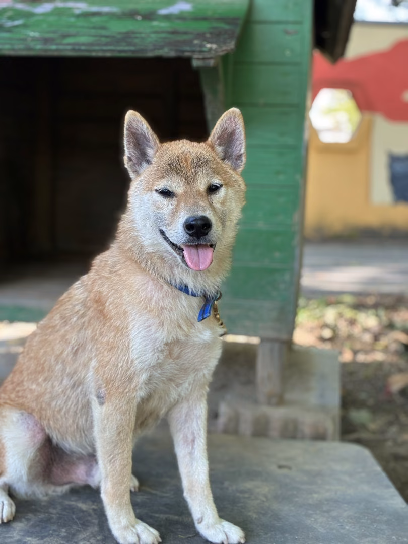 The dog, from the shelter's listing