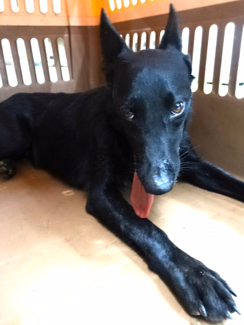 The dog, from the shelter's listing