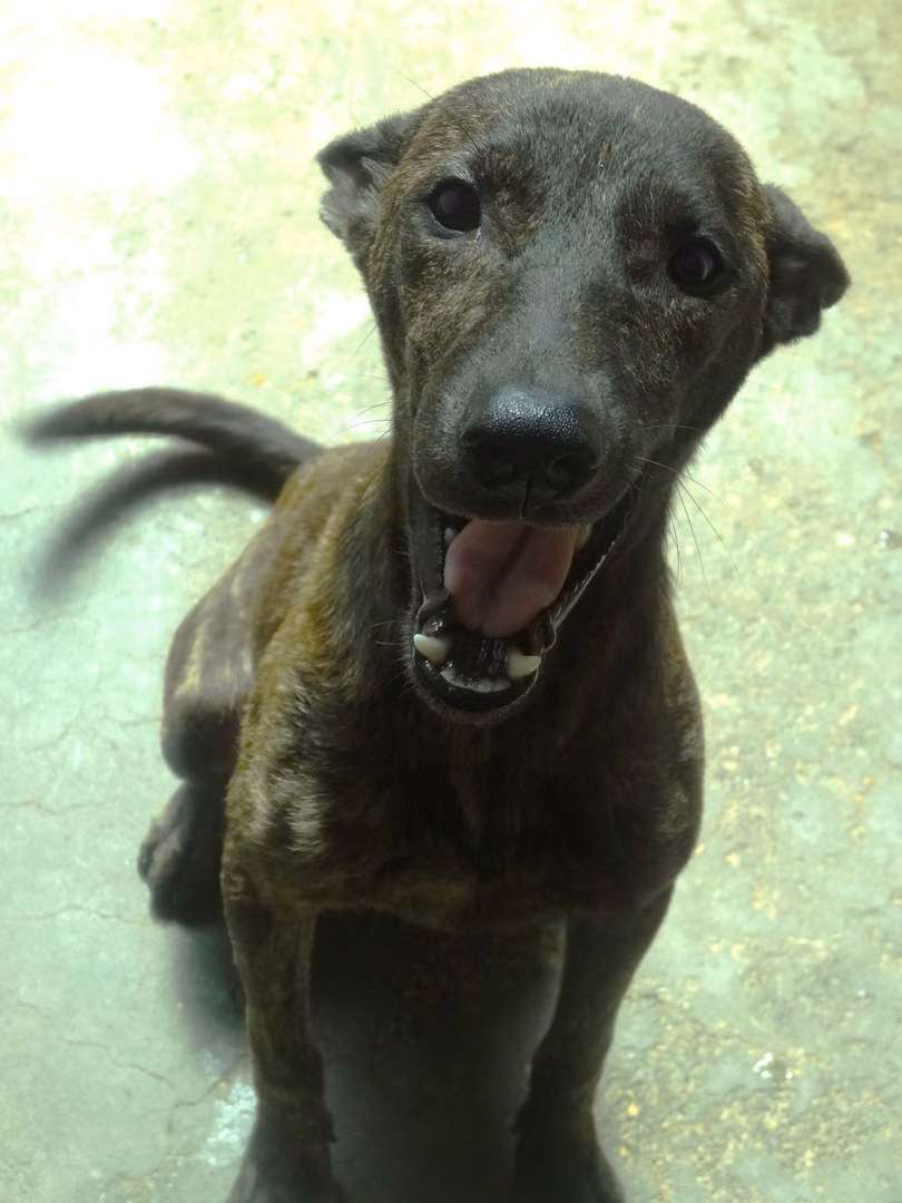 The dog, from the shelter's listing