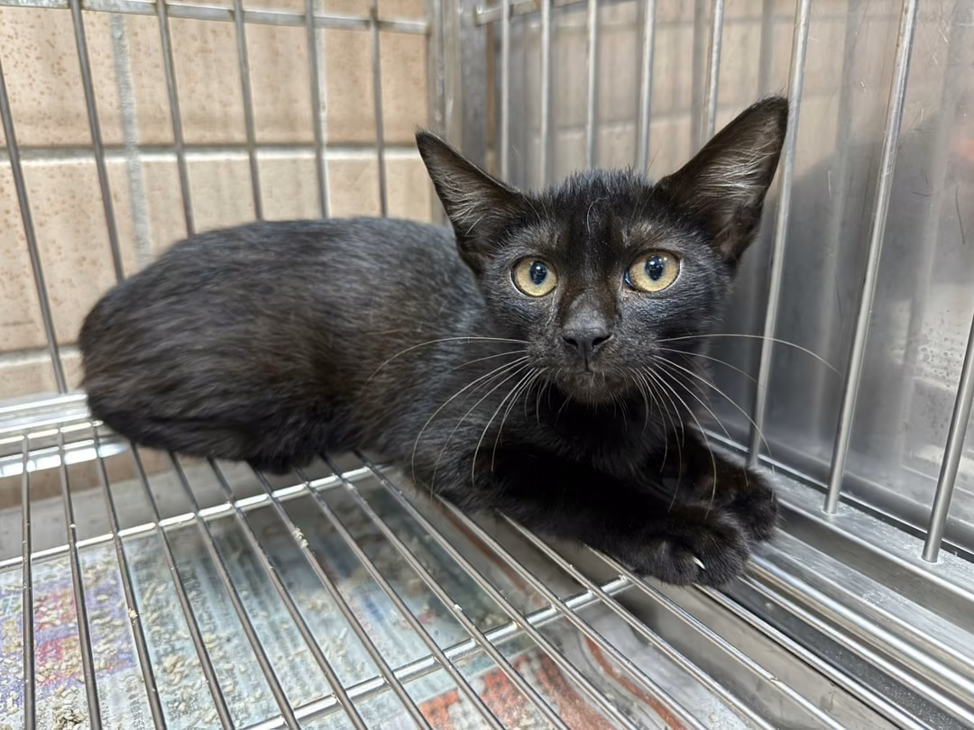The cat, from the shelter's listing