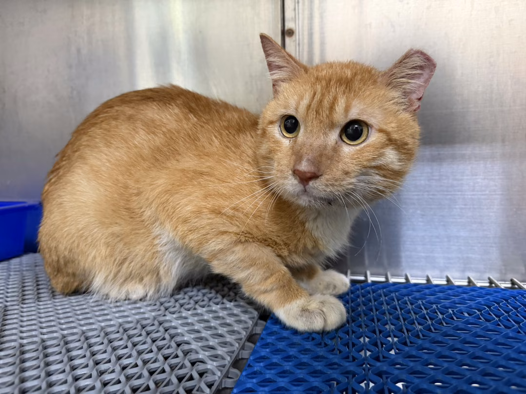 The cat, from the shelter's listing