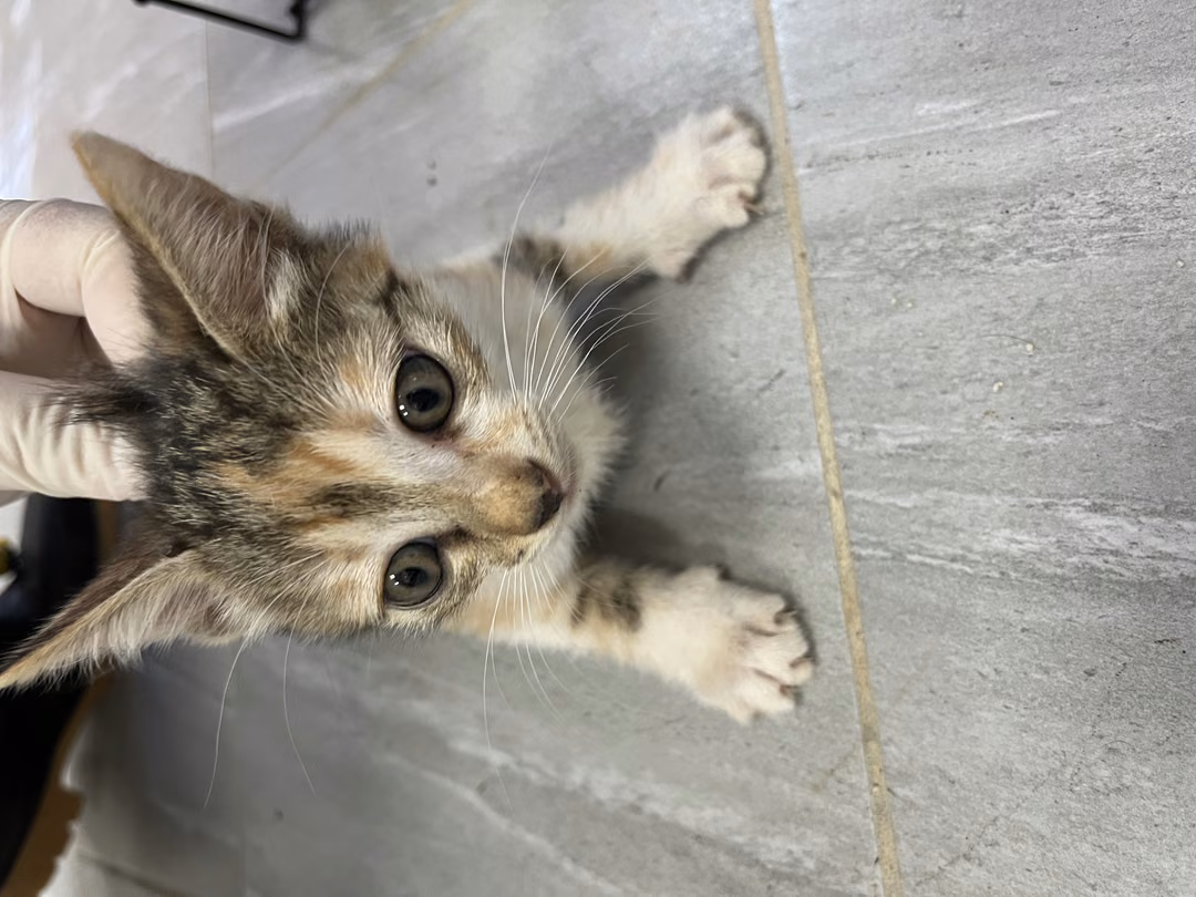 The cat, from the shelter's listing
