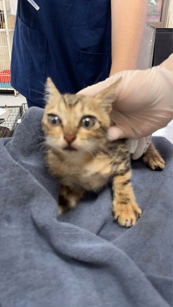The cat, from the shelter's listing