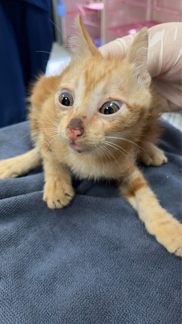 The cat, from the shelter's listing