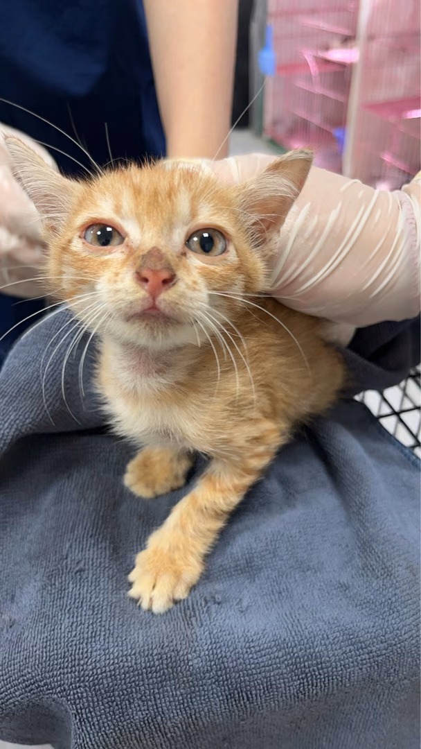 The cat, from the shelter's listing