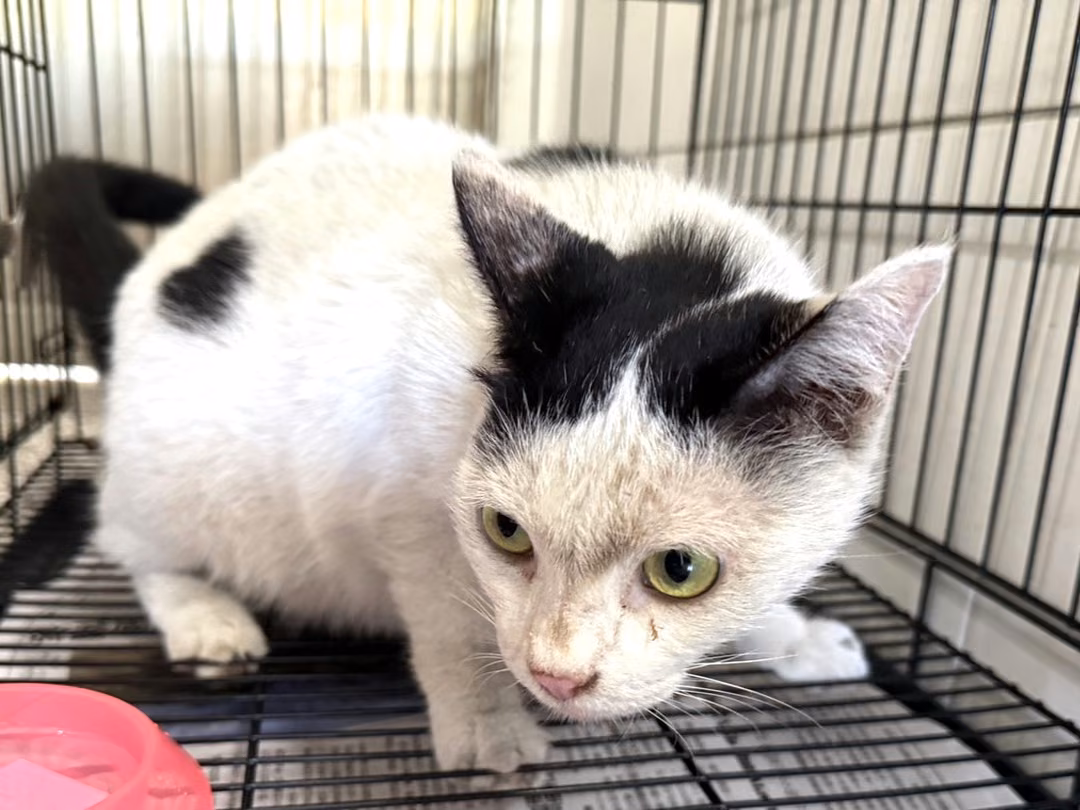 The cat, from the shelter's listing