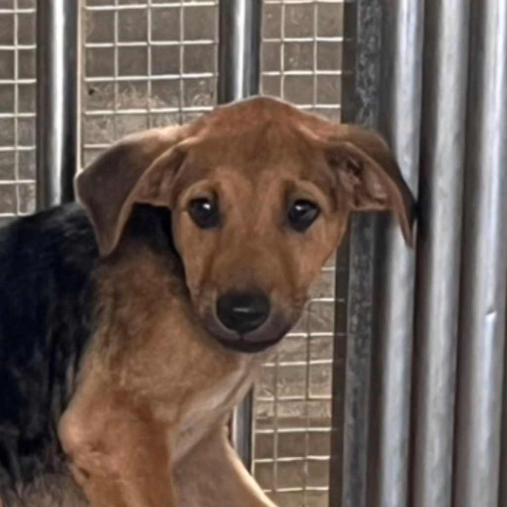 The dog, from the shelter's listing