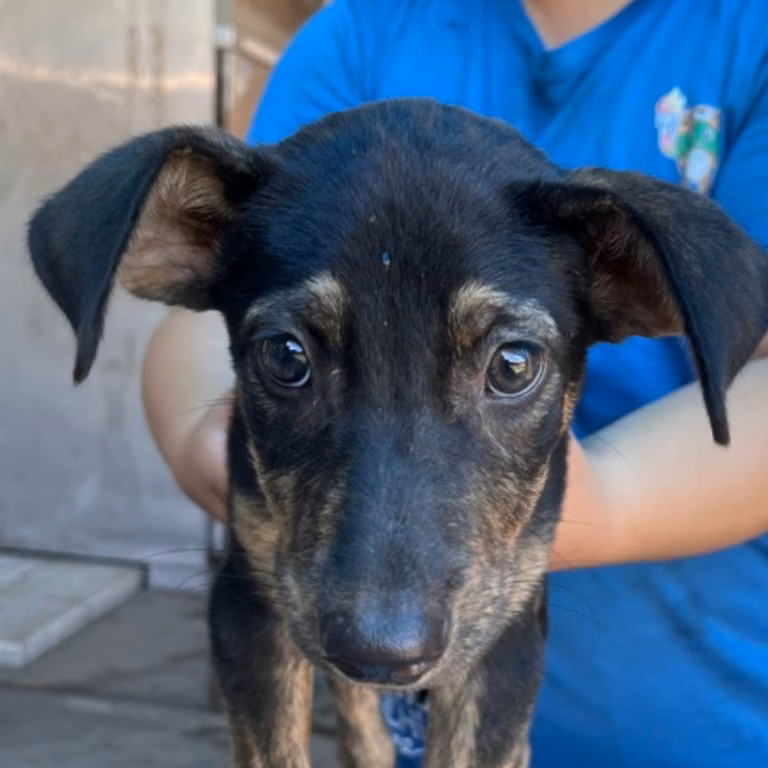 The dog, from the shelter's listing