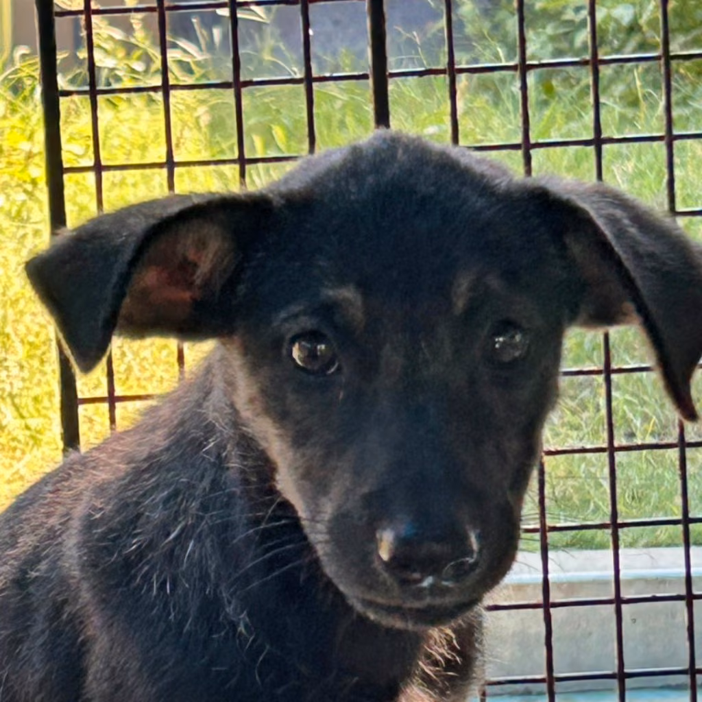 The dog, from the shelter's listing