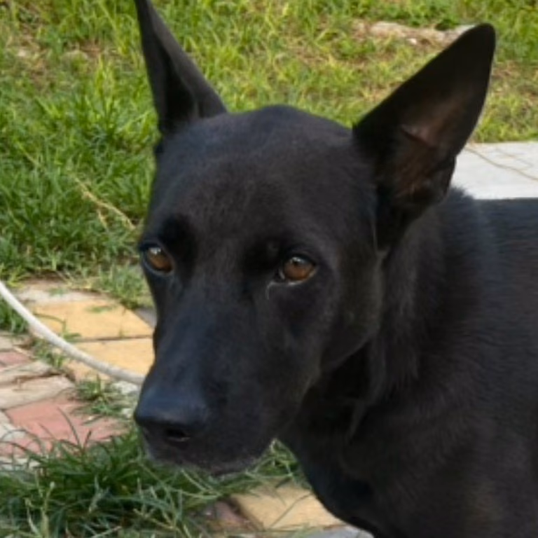The dog, from the shelter's listing