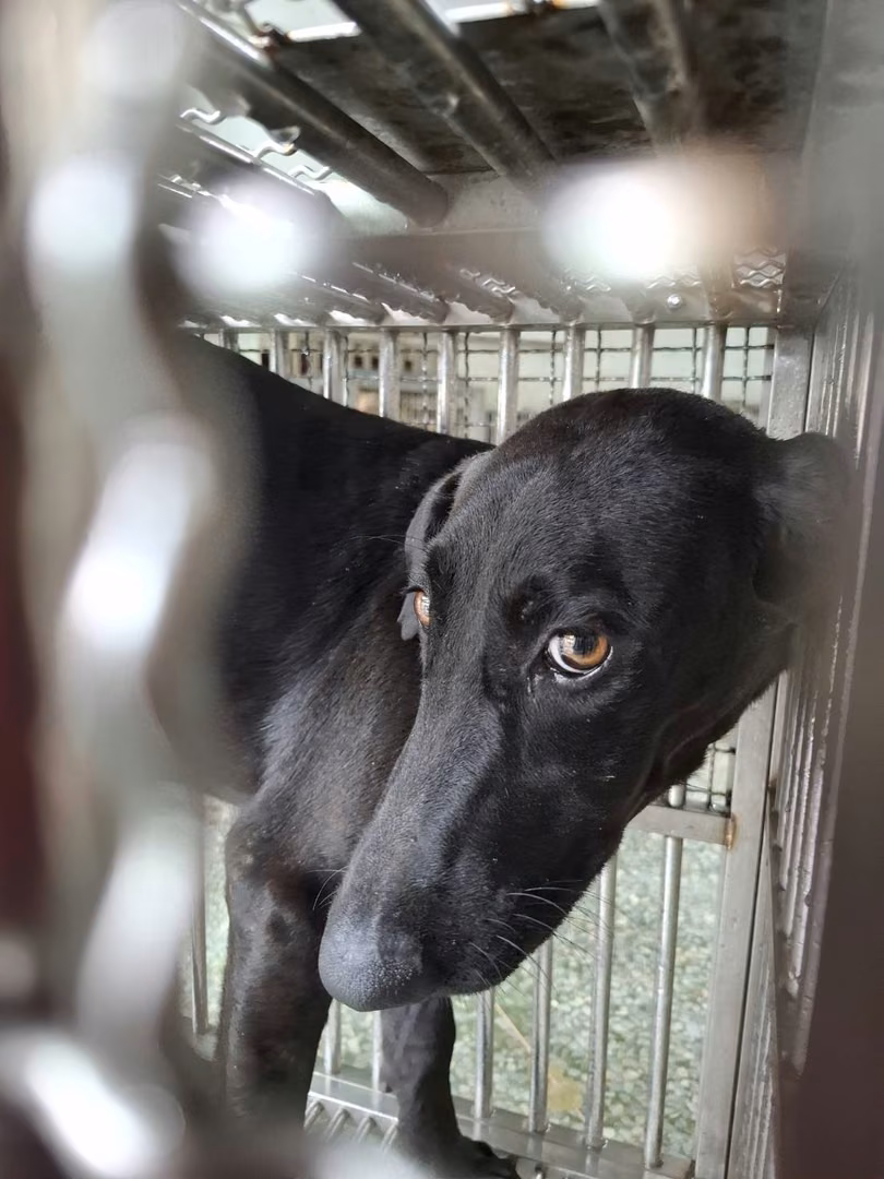 The dog, from the shelter's listing