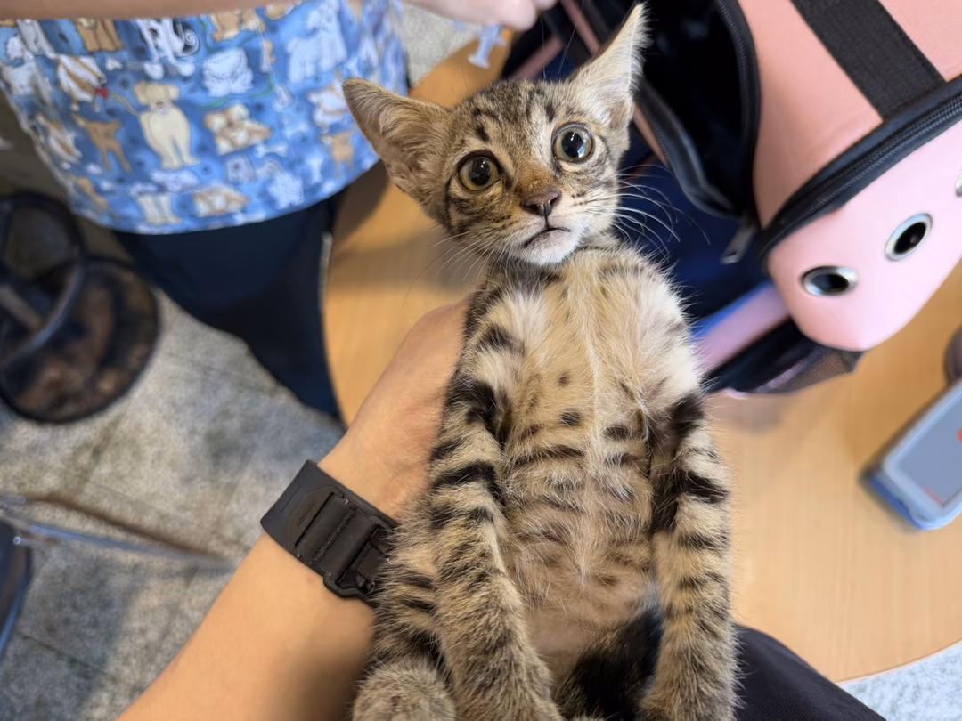 The cat, from the shelter's listing