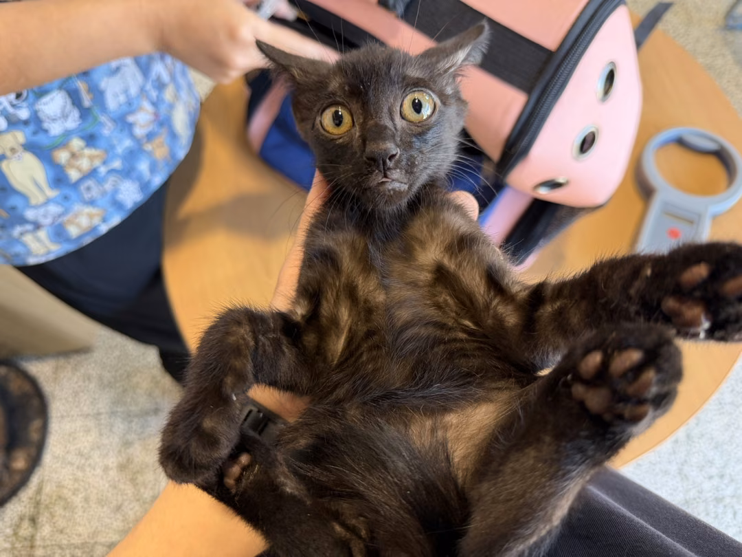The cat, from the shelter's listing