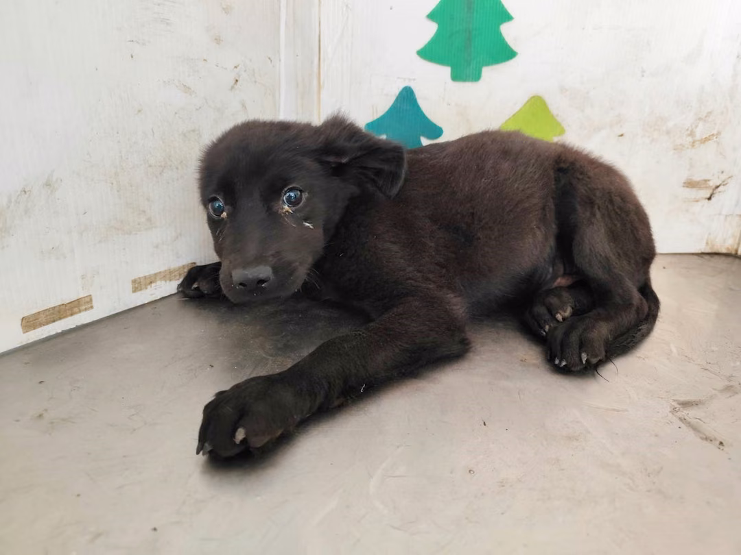 The dog, from the shelter's listing
