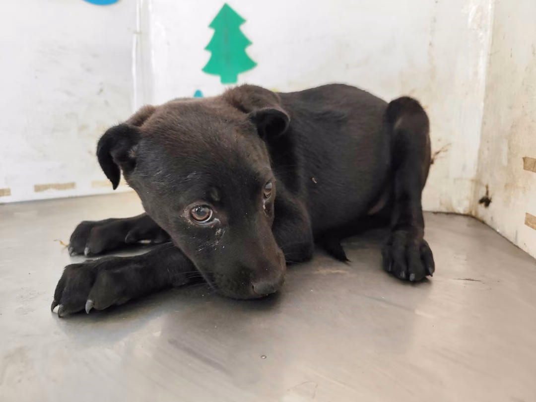 The dog, from the shelter's listing