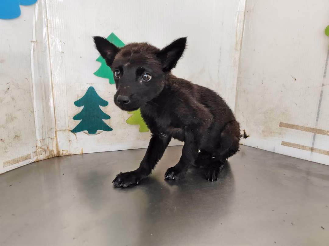 The dog, from the shelter's listing