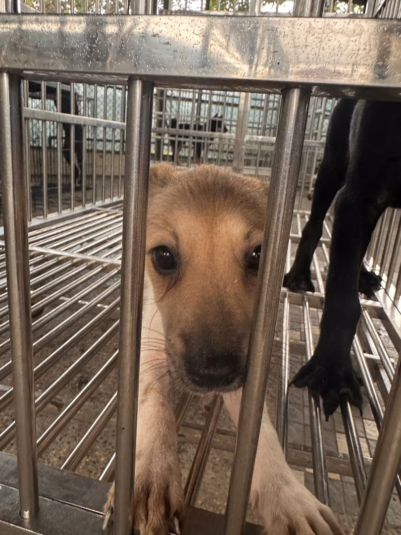 The dog, from the shelter's listing