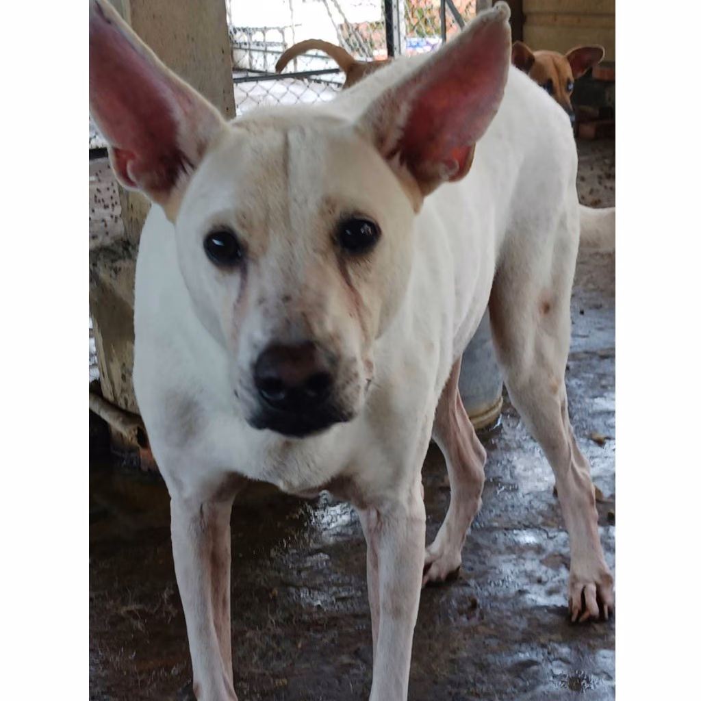 The dog, from the shelter's listing