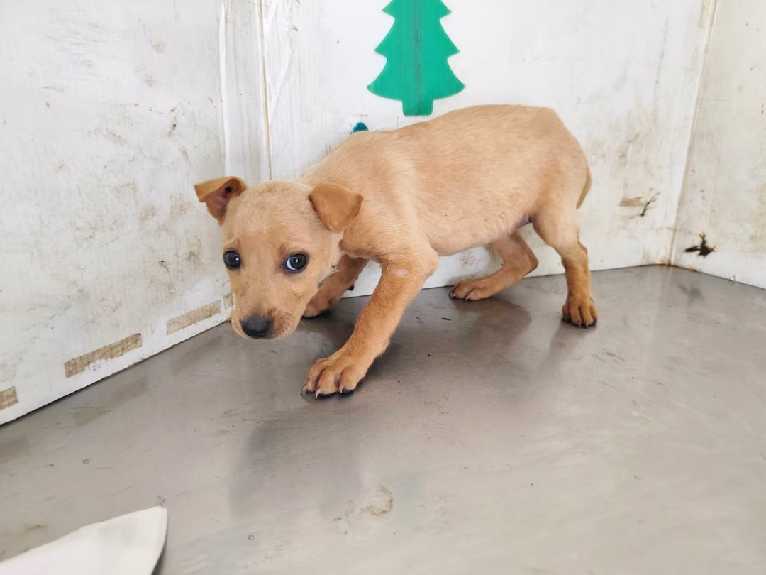 The dog, from the shelter's listing