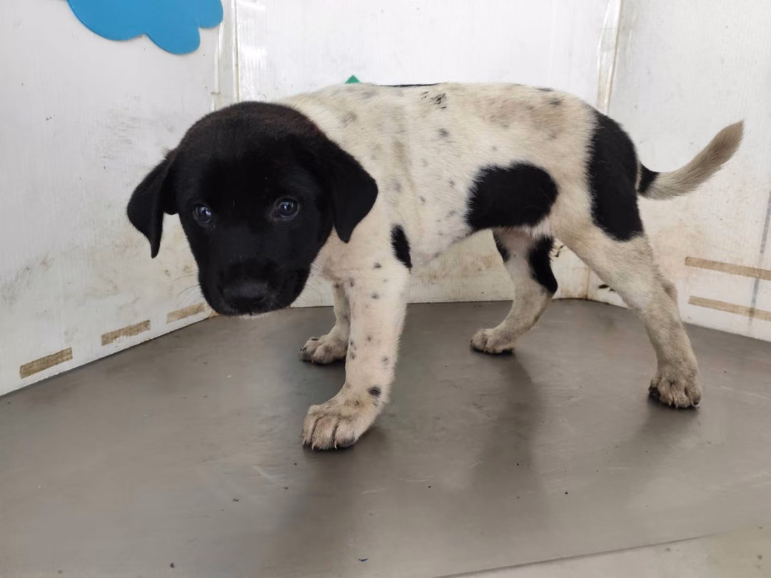 The dog, from the shelter's listing