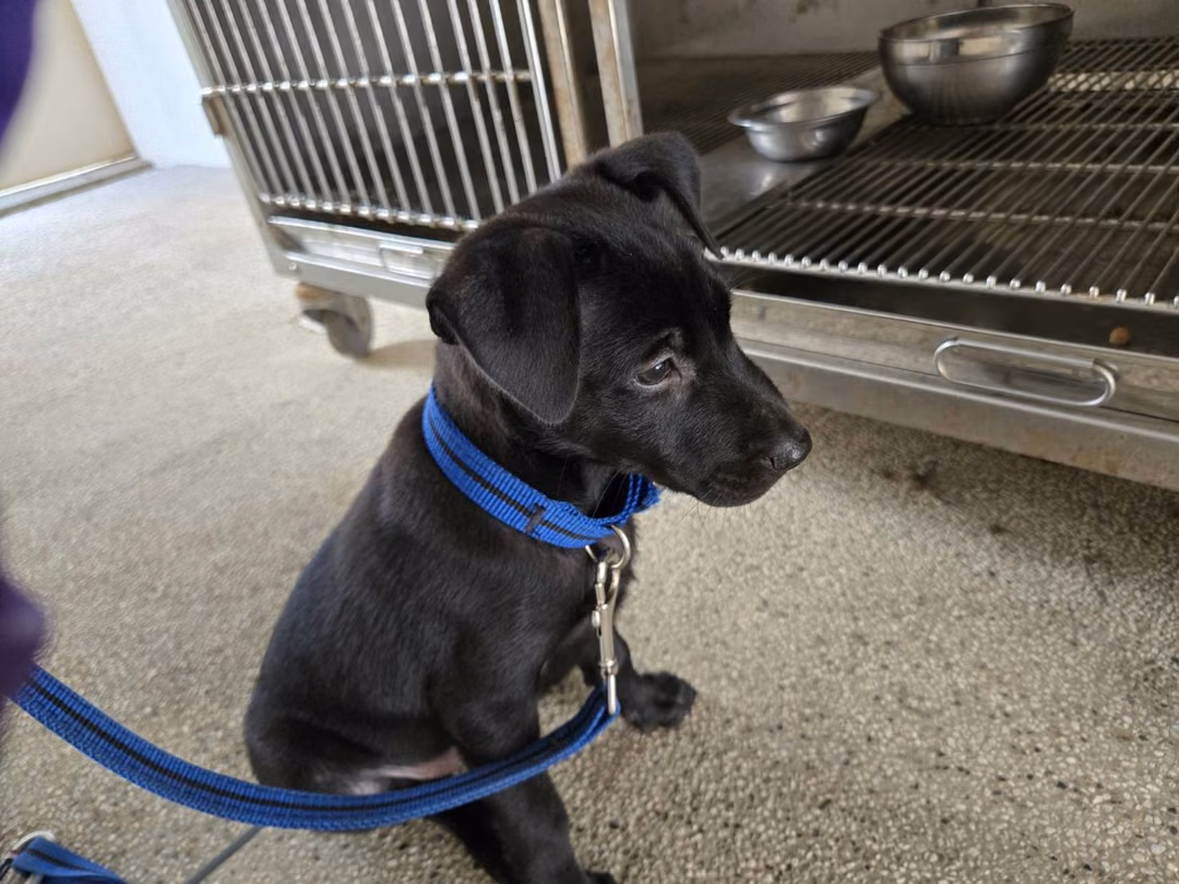 The dog, from the shelter's listing