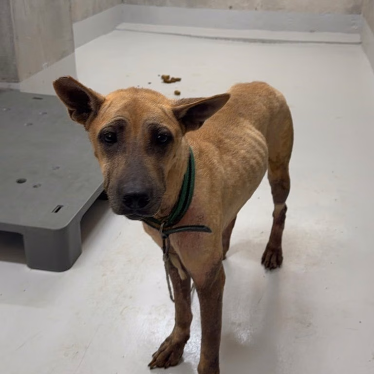 The dog, from the shelter's listing
