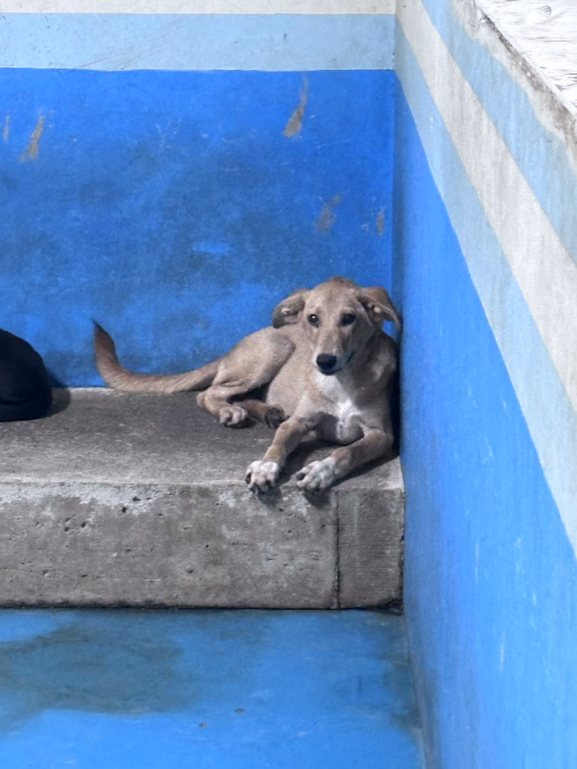 The dog, from the shelter's listing