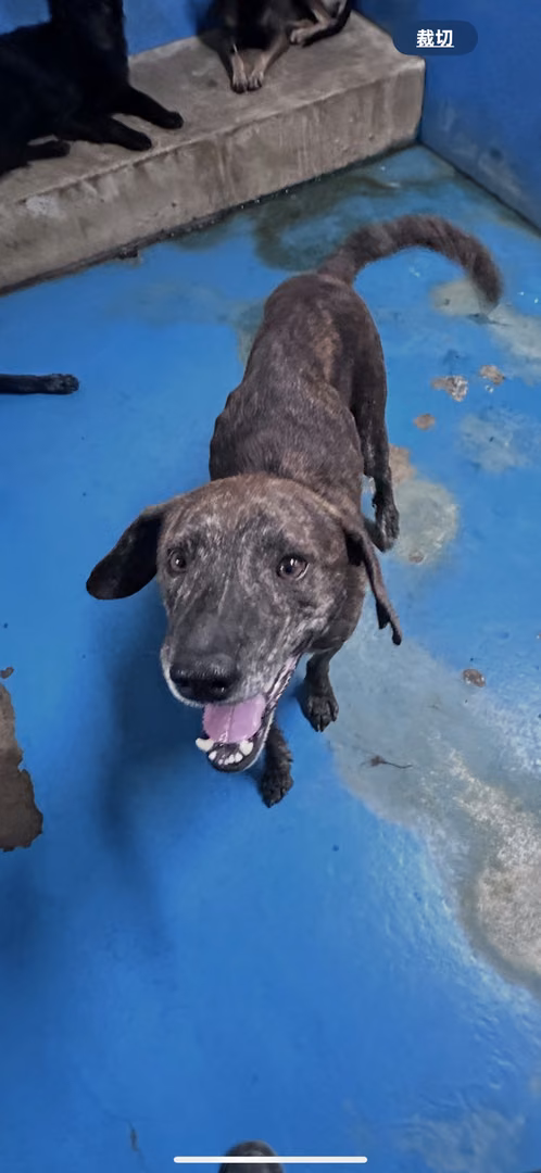 The dog, from the shelter's listing