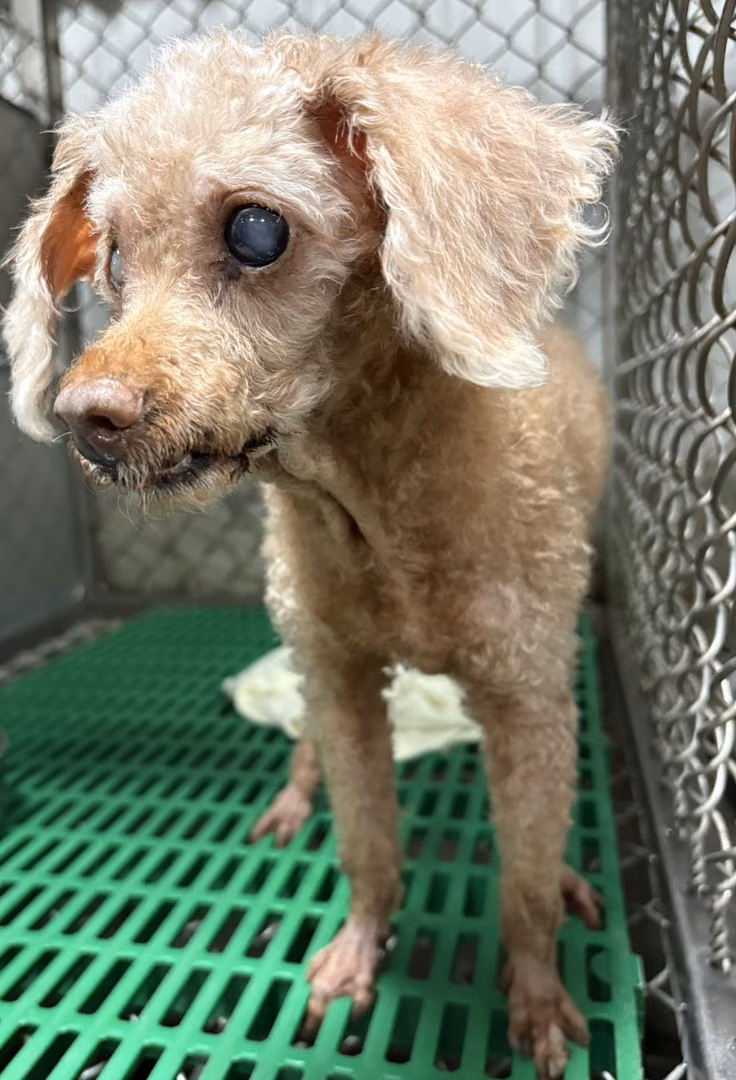The dog, from the shelter's listing