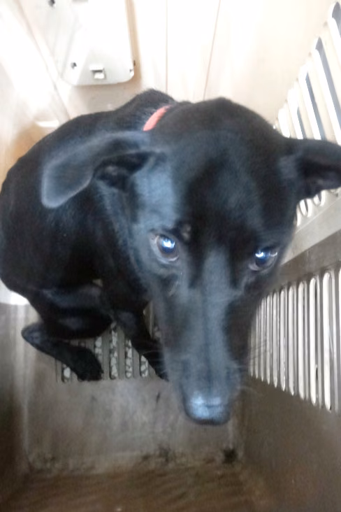 The dog, from the shelter's listing