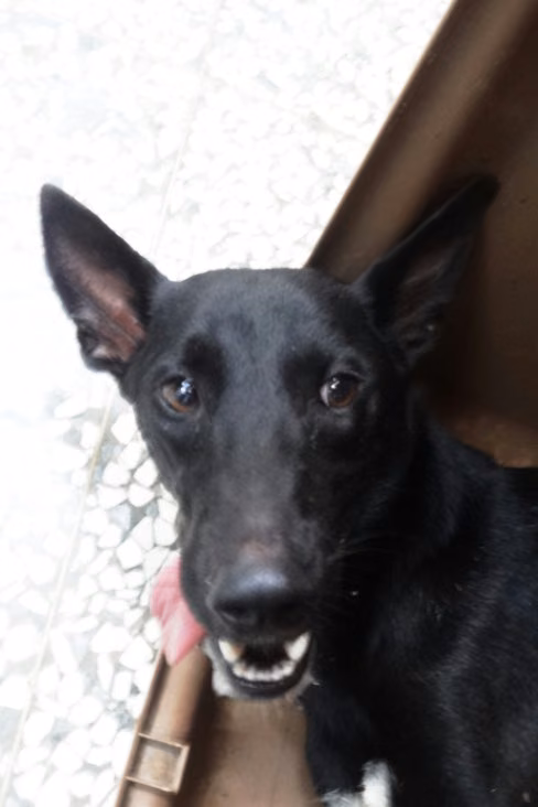 The dog, from the shelter's listing